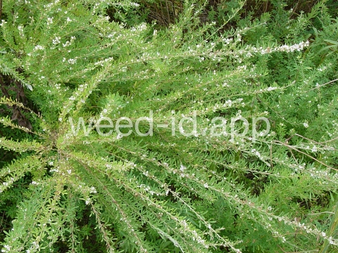 lespedeza, sericea
